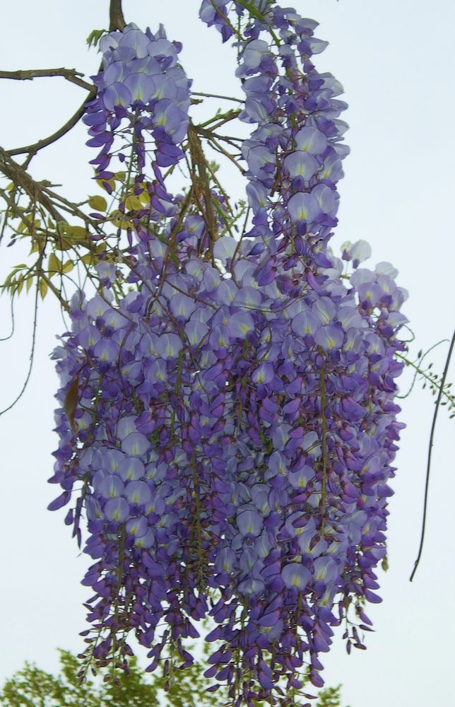 Glycine de mon jardin