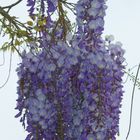 Glycine de mon jardin