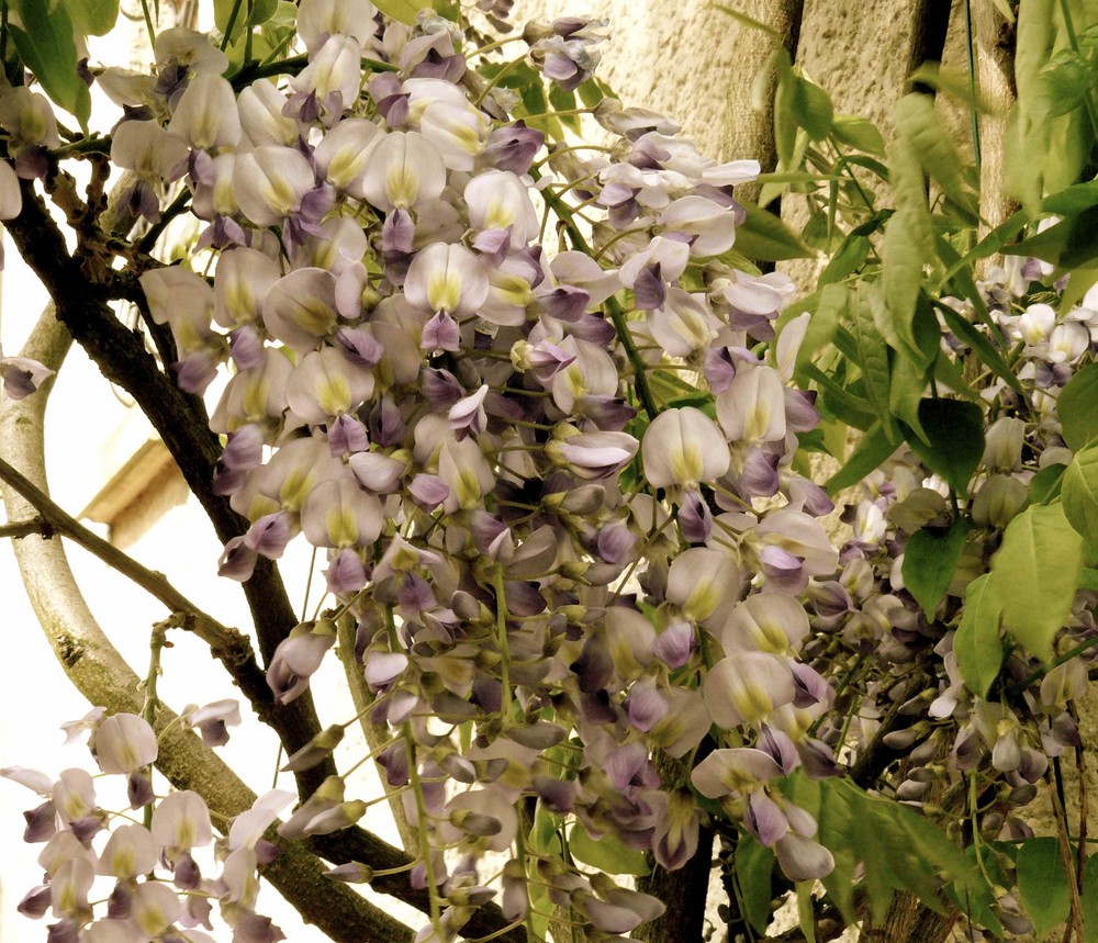 Glycine