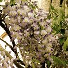 Glycine