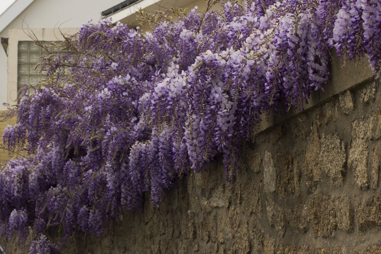 Glycine en bordure de chemin côtier