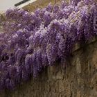 Glycine en bordure de chemin côtier