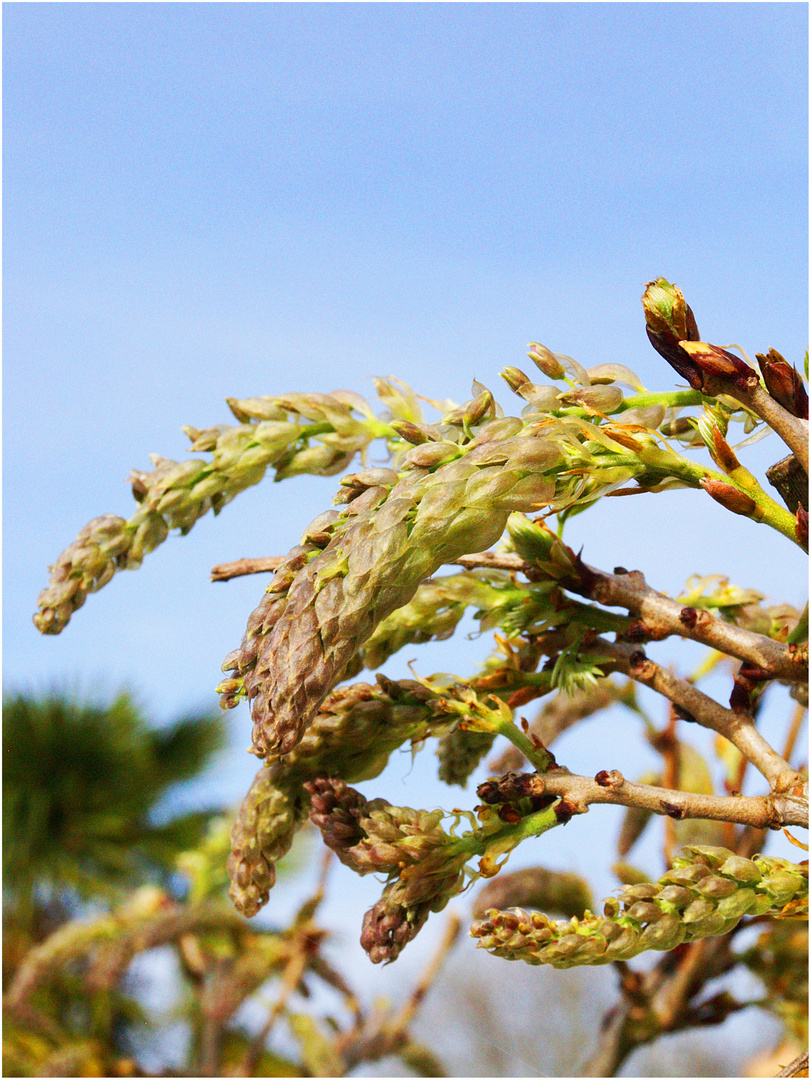 Glycine en devenir !