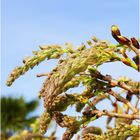 Glycine en devenir !