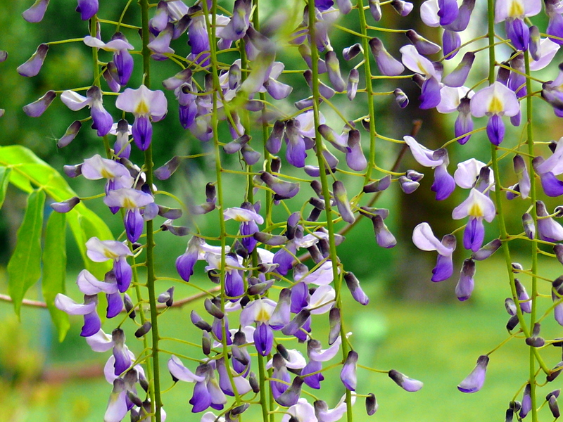 glycine et flou