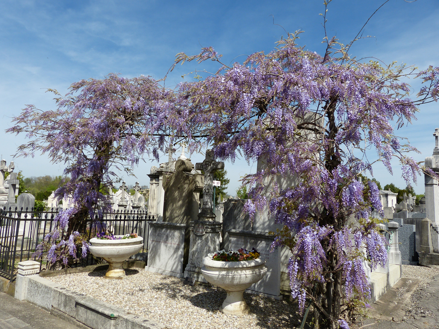 Glycine incongrue