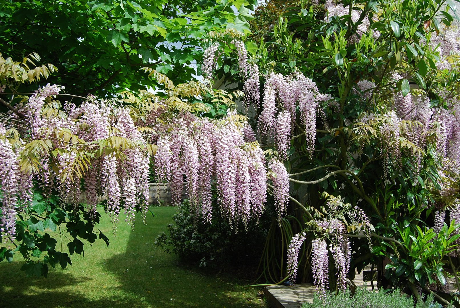 glycine rose