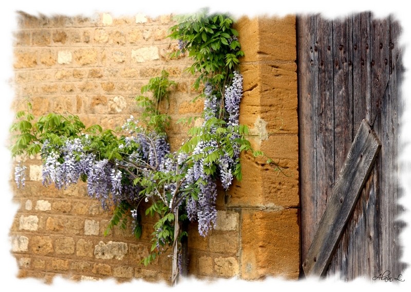 Glycine sur vieux mur