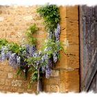 Glycine sur vieux mur