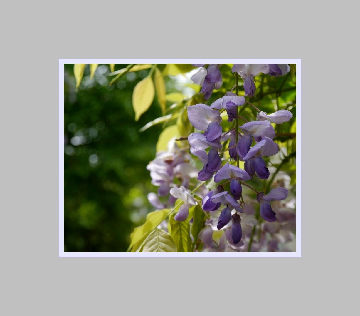 Glycinie Wisteria