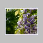 Glycinie Wisteria