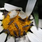 Glyphipterix gianelliella