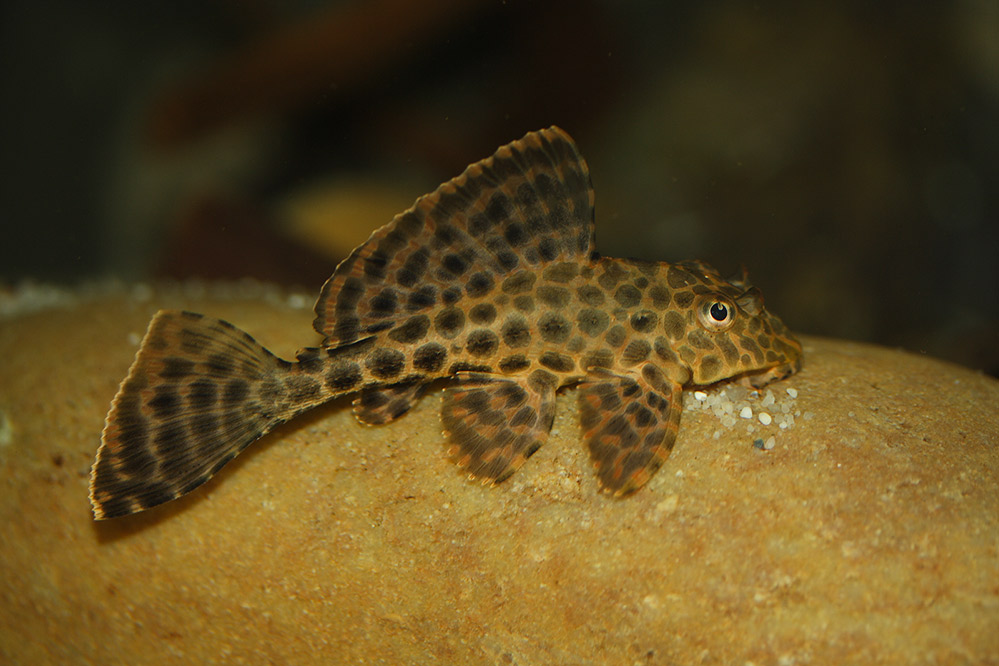 Glyptoperichthys gibbiceps