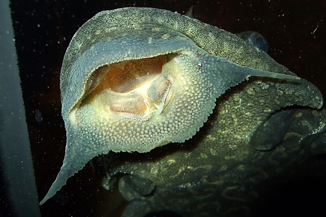 Glyptoperichthys joselimaianus