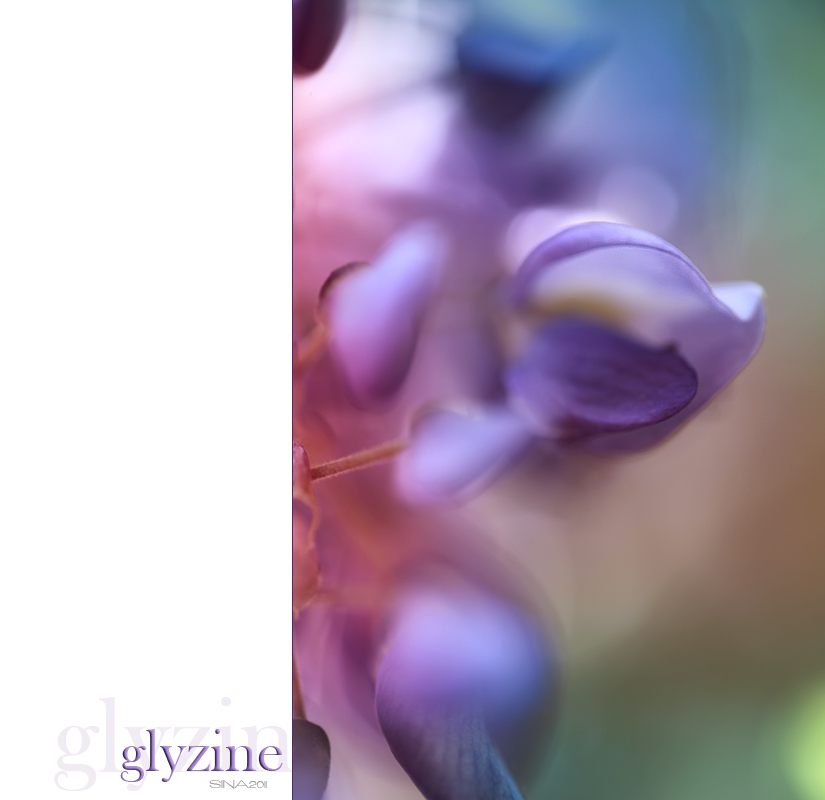 glyzine