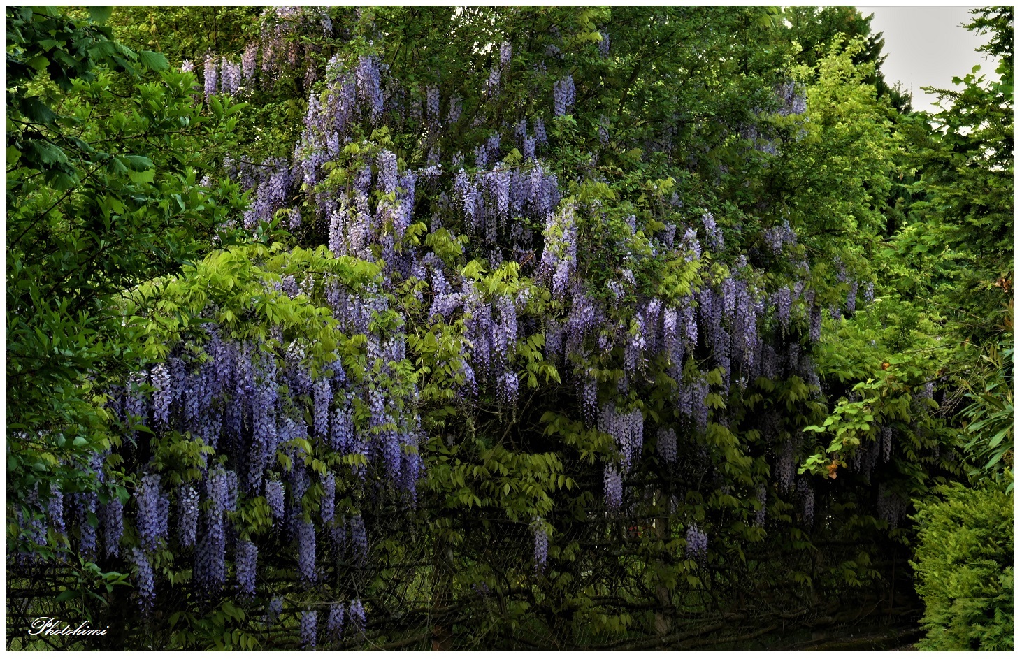 Glyzinien Foto & Bild pflanzen, pilze & flechten, bäume, projekte