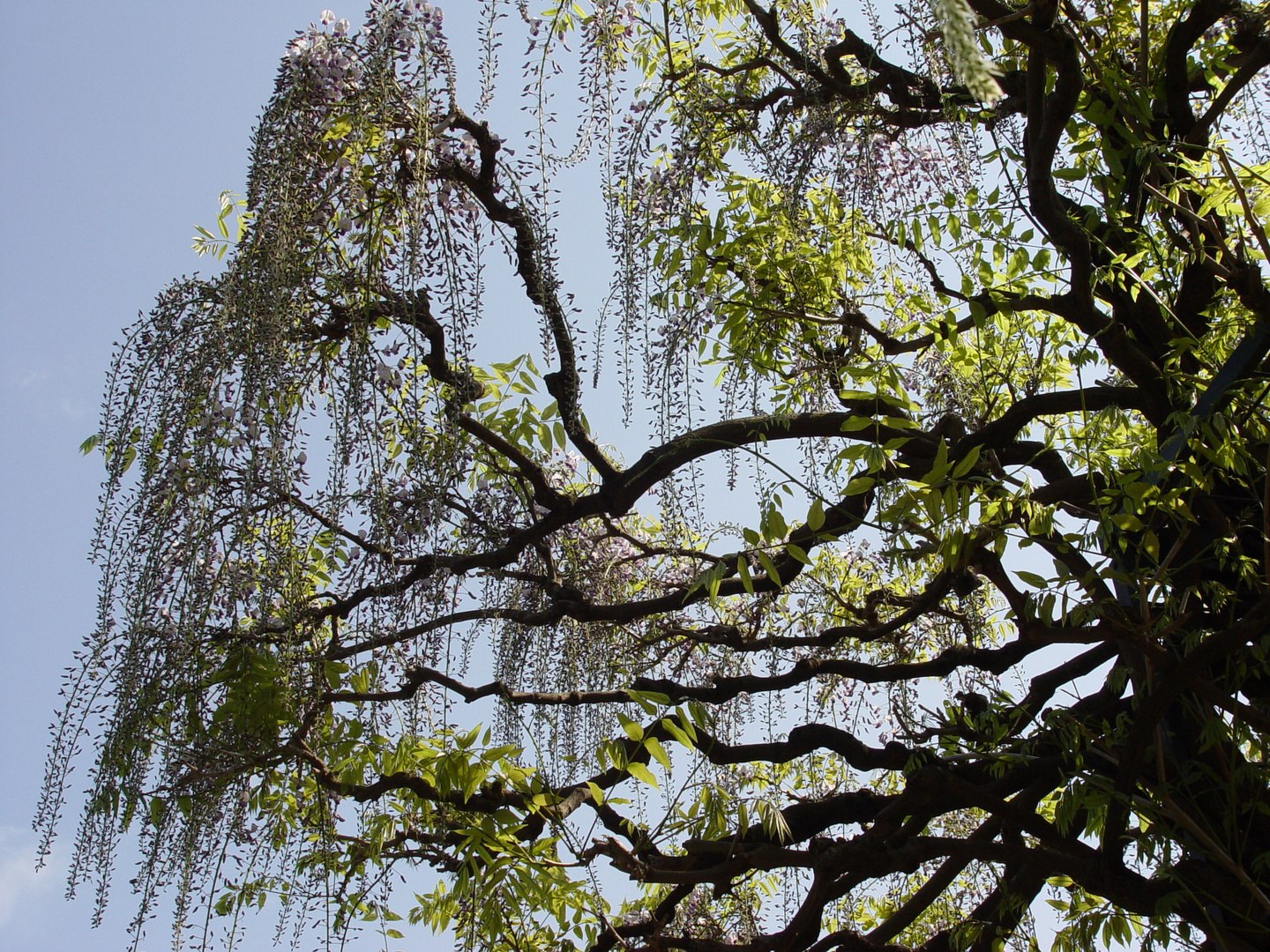 Glyzinien Baum