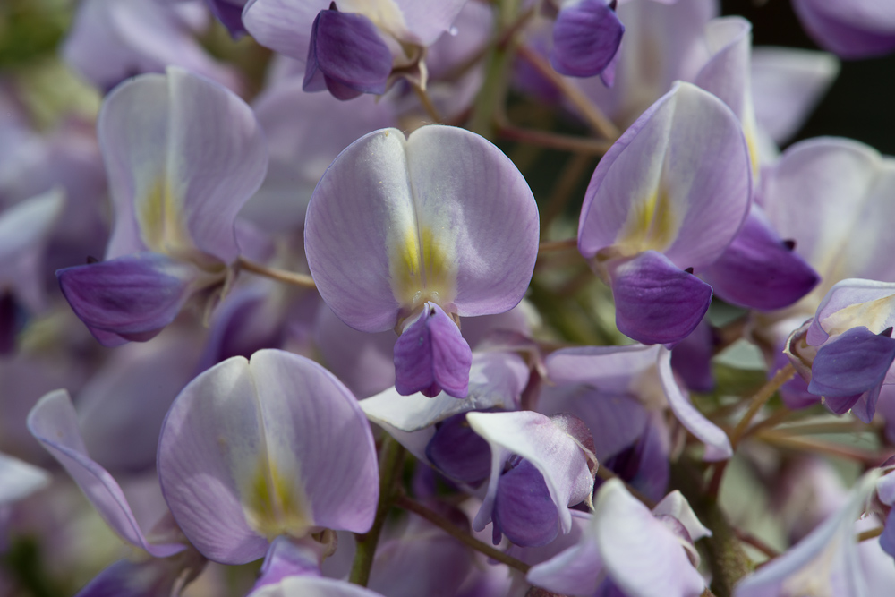 Glyzinien Blüte