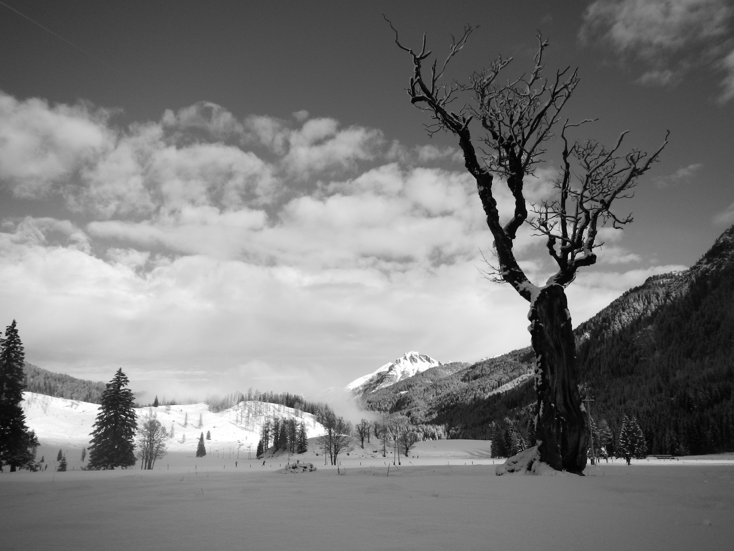 Gnadenalm Alter Baum