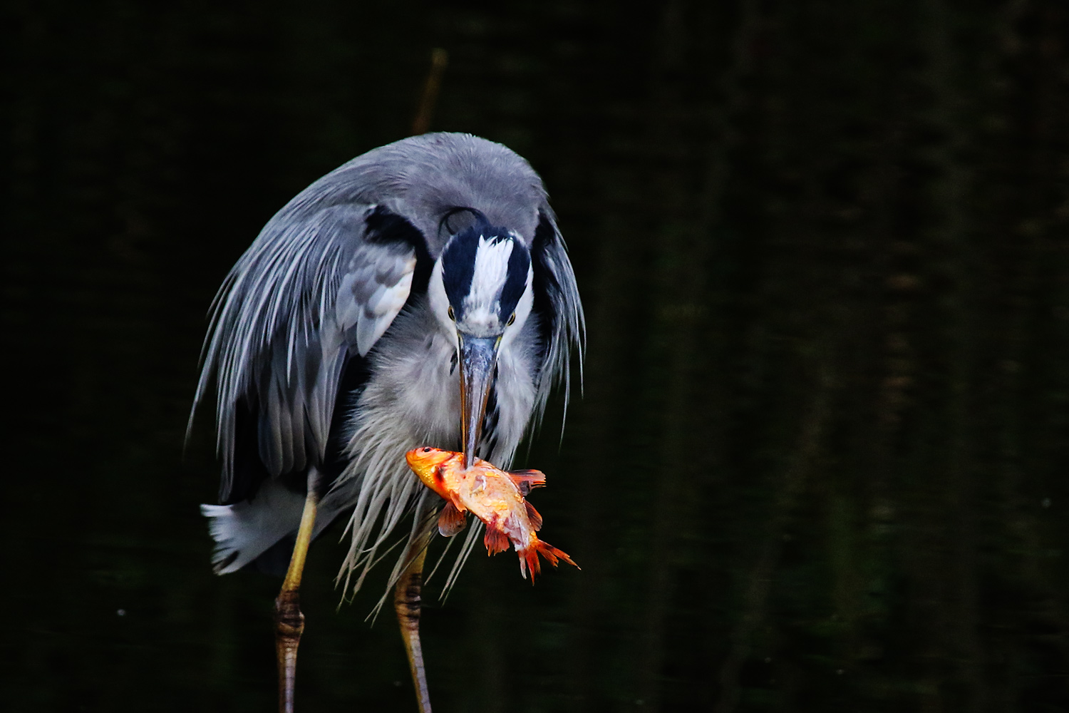 gnadenlos