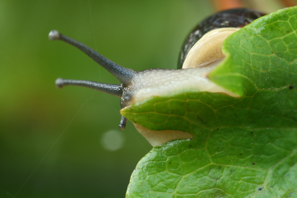 Gnadenlos langsam