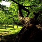 Gnarled Tree and Rustic Fence in Golden Hour