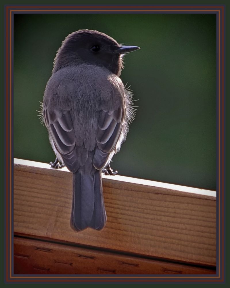 Gnatcatcher