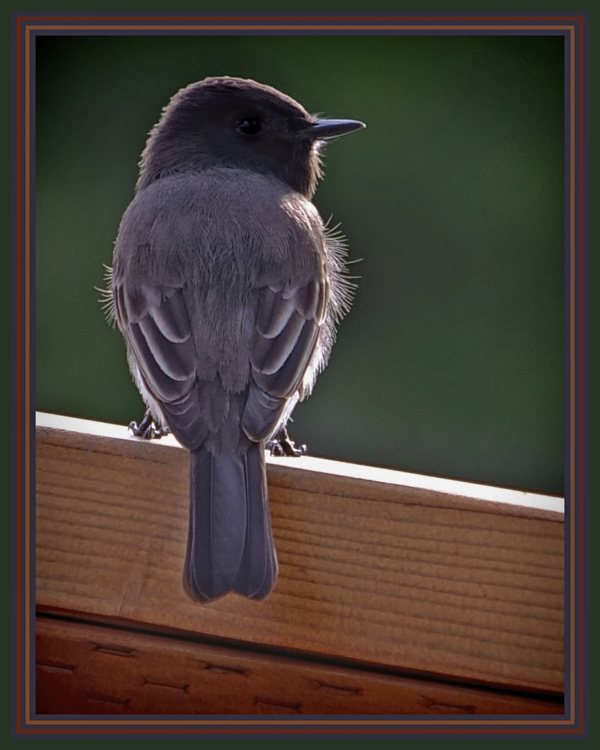 Gnatcatcher