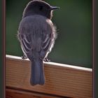 Gnatcatcher