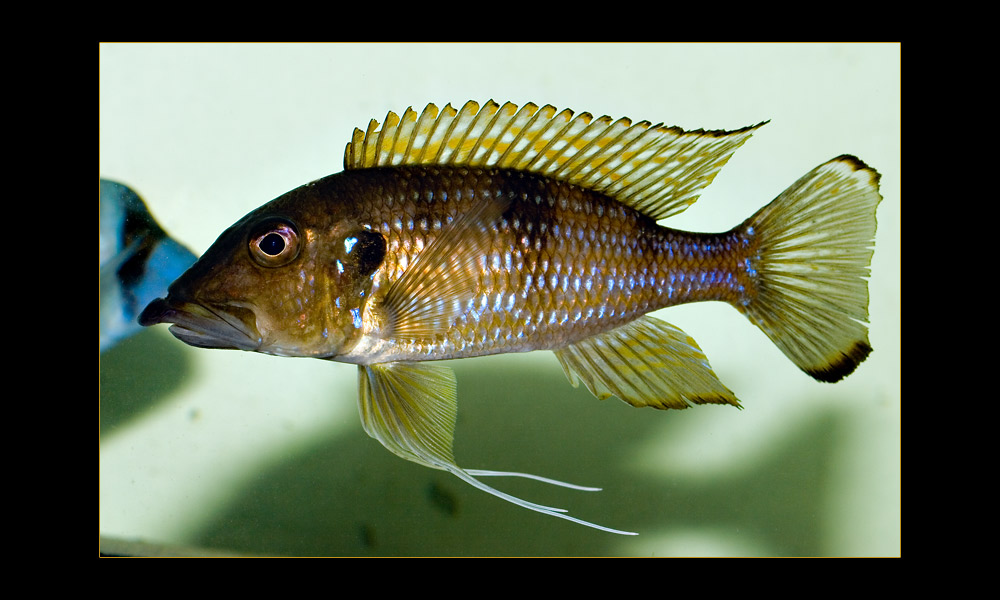 Gnathochromis permaxillaris