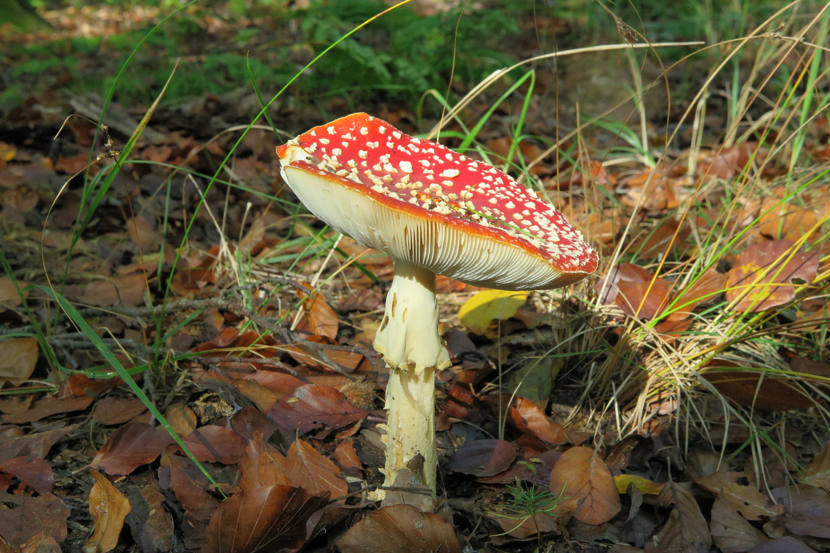 Gnawed fly agaric