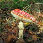 Gnawed fly agaric