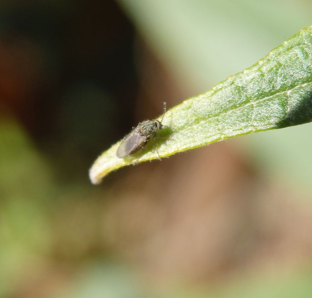 Gnitze (Ceratopogonidae) auf Schmetterlingsstrauch