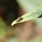 Gnitze (Ceratopogonidae) auf Schmetterlingsstrauch