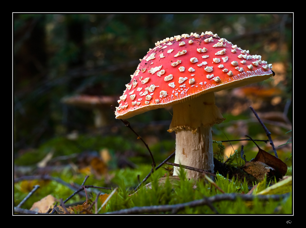 Gnome stool