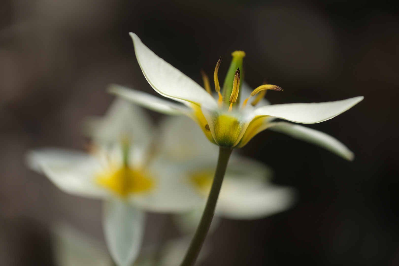 Gnomentulpe (Tulipa turkestanica)