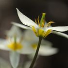 Gnomentulpe (Tulipa turkestanica)