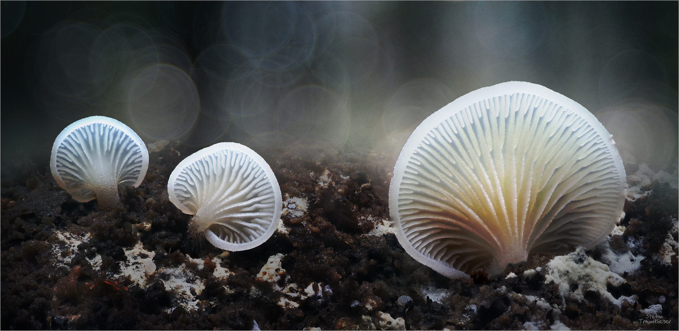 Gnomies Foto & Bild makro, natur, pflanzen Bilder auf