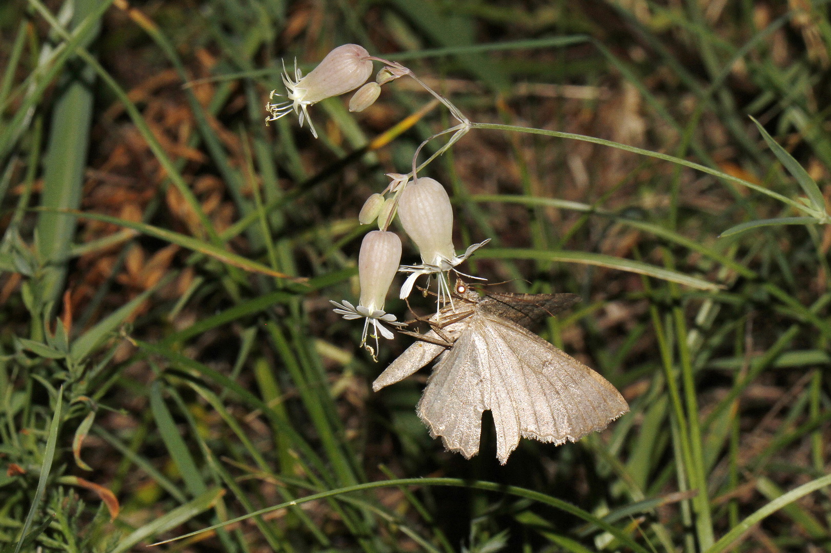 Gnophos furvata