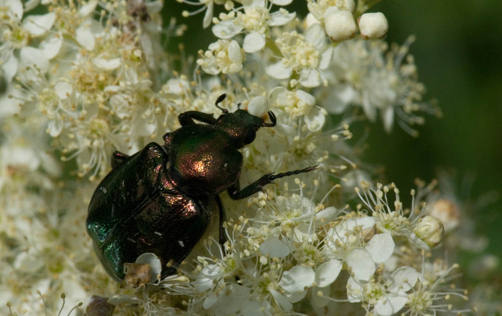 Gnorimus nobilis (Blatthornkäfer)