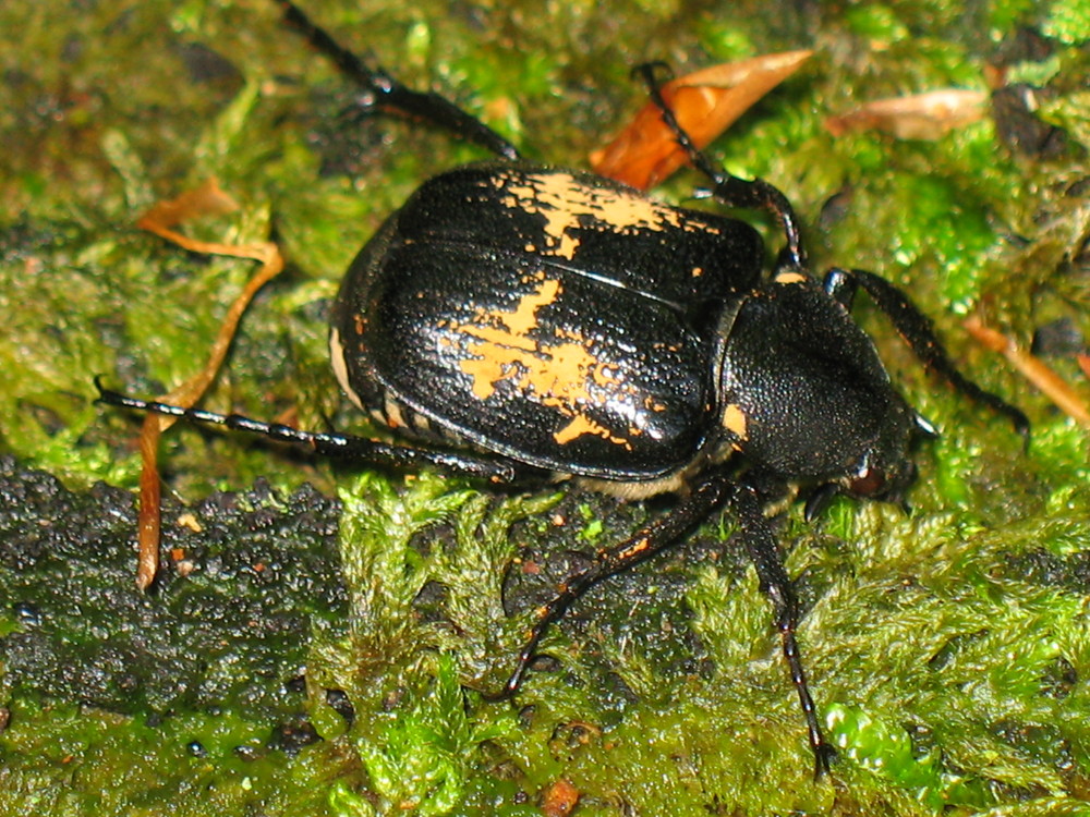 Gnorimus variabilis