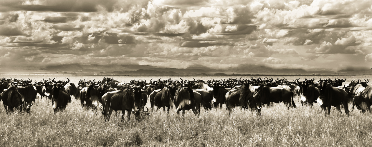 Gnous in Ndutu plains, Tanzania