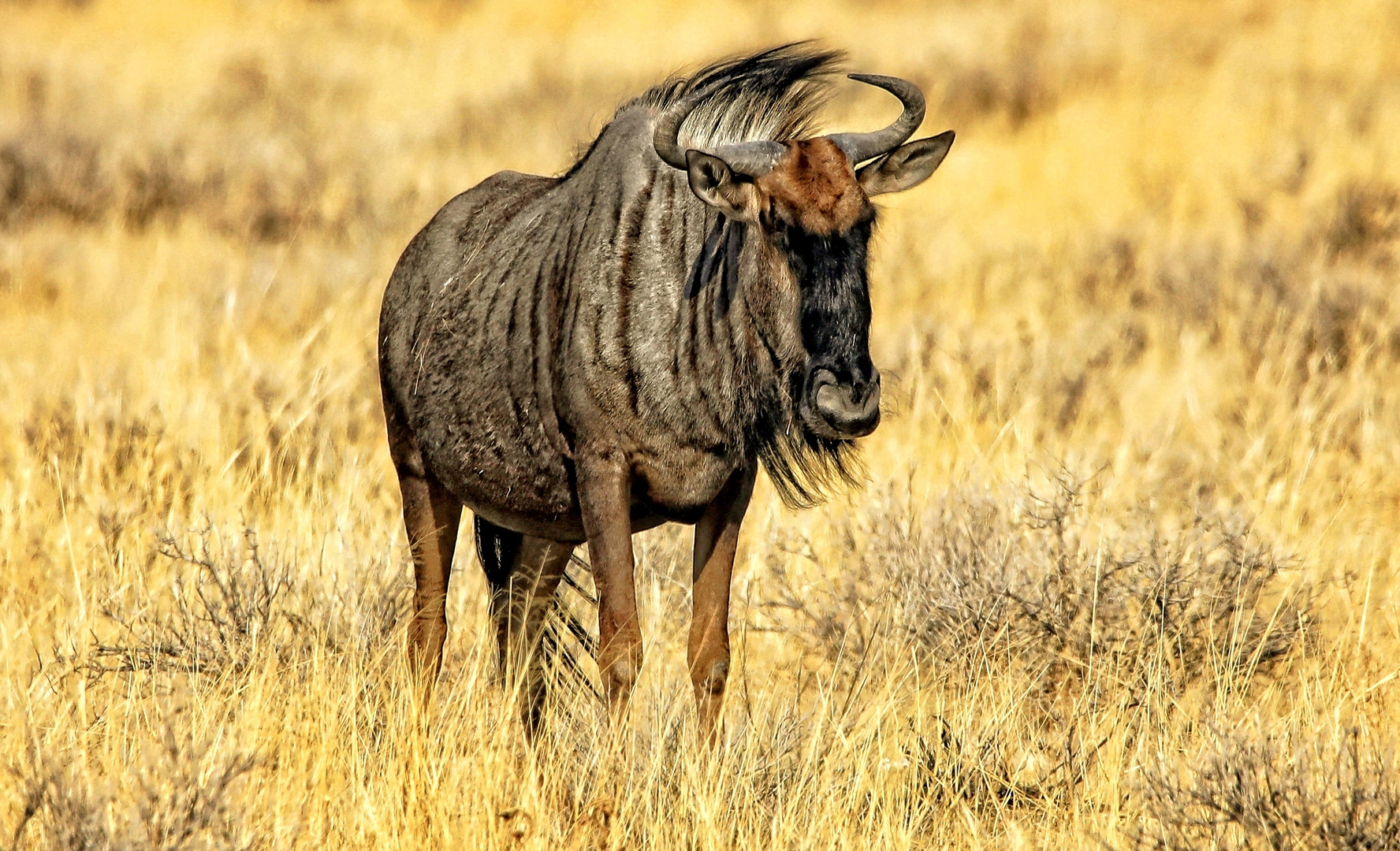 Gnu