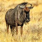 Gnu