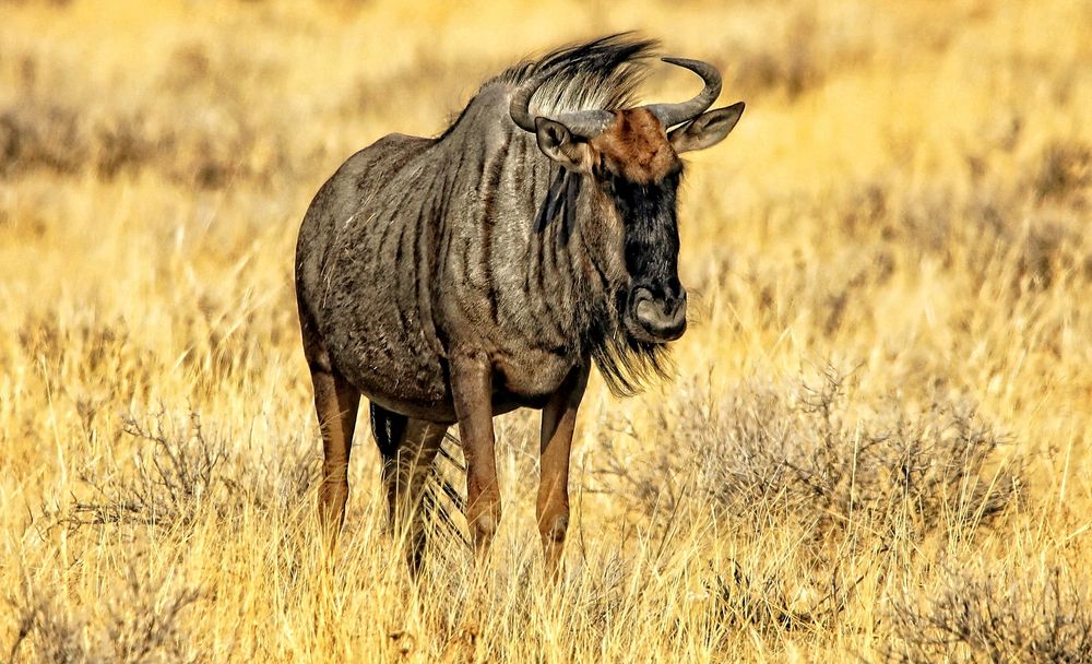 Gnu