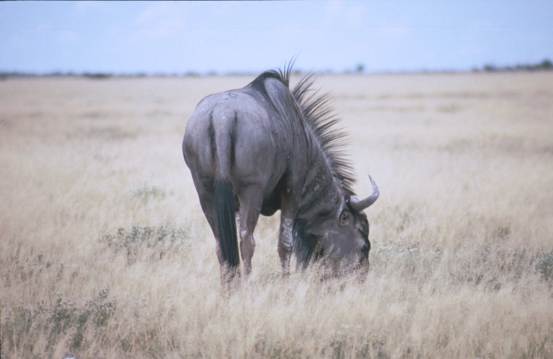 Gnu 2 Namibia 2007