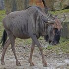 Gnu