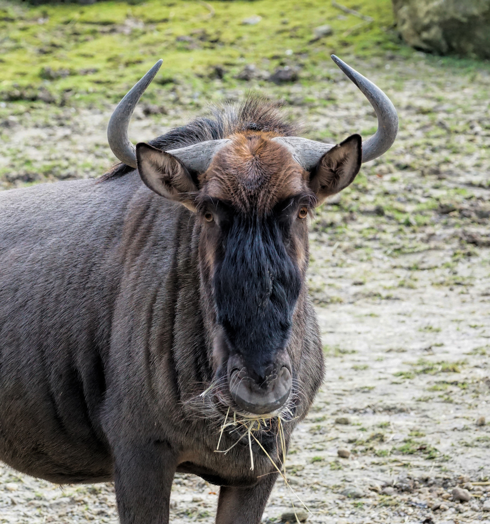 Gnu