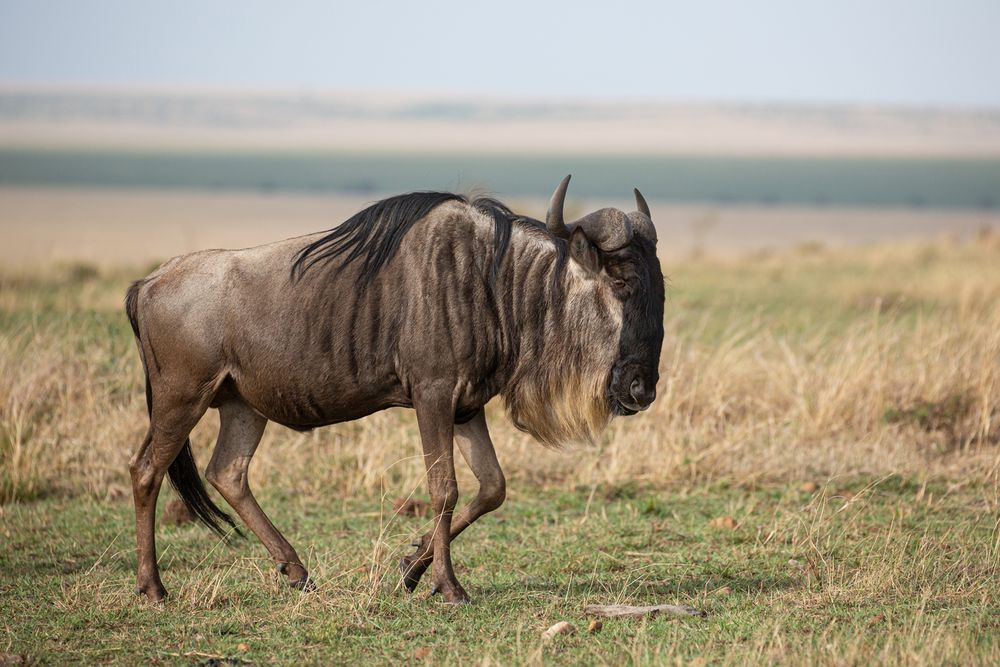 *** GNU ***