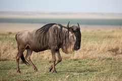 *** GNU ***